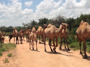 camels blocking road