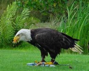 image004