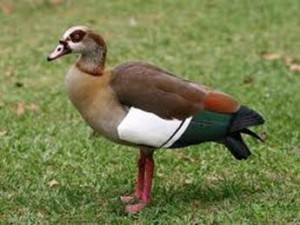 image034