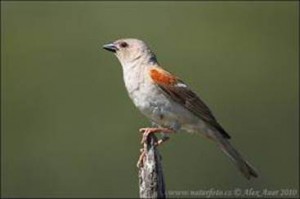 image042