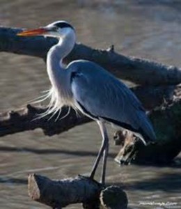 image044