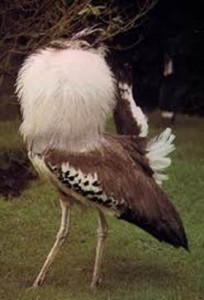 image054