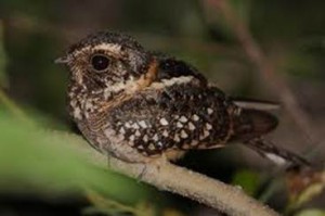 image066