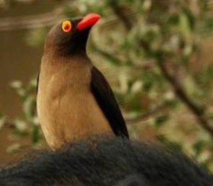 image072