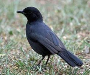 image084