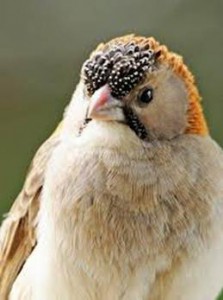 image090
