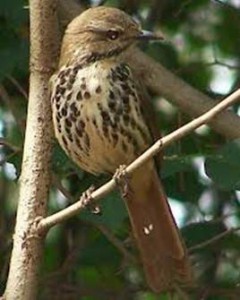 image092