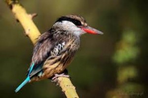 image096